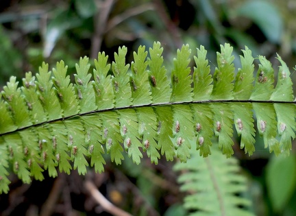 Asplenium formosum