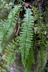 Asplenium formosum