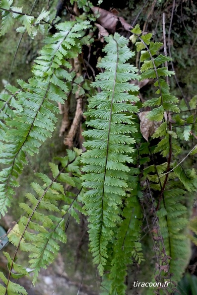 Asplenium formosum