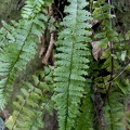 Asplenium formosum