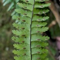 Asplenium formosum