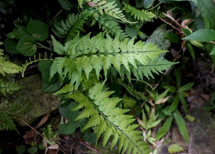 Asplenium cuspidatum