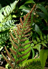 Asplenium cuspidatum