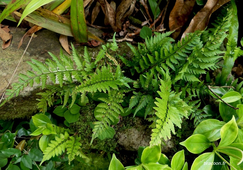 Asplenium cuspidatum