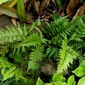 Asplenium cuspidatum