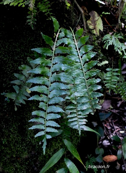 Asplenium auriculatum