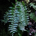 Asplenium auriculatum