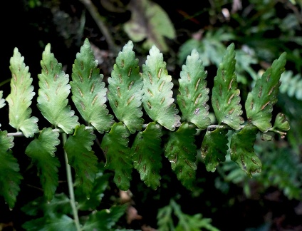 Asplenium auriculatum