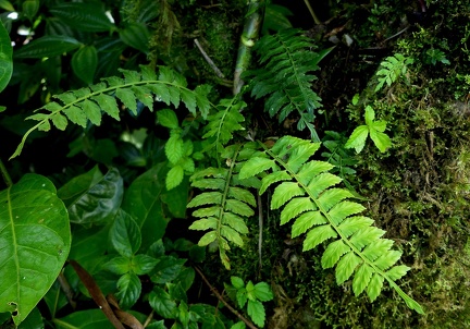 Asplenium auriculatum