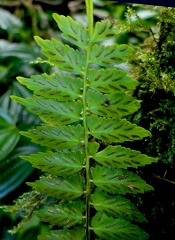 Asplenium auriculatum