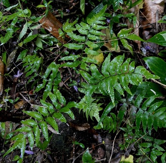 Asplenium abscissum