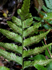 Asplenium abscissum