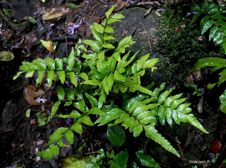 Asplenium abscissum