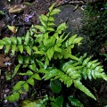 Asplenium abscissum