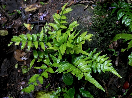 Asplenium abscissum