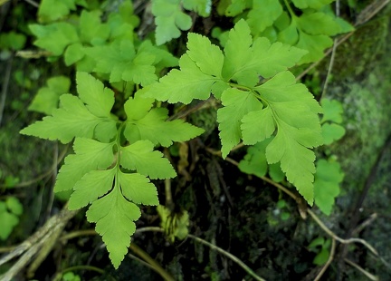 Asplenium pumilum