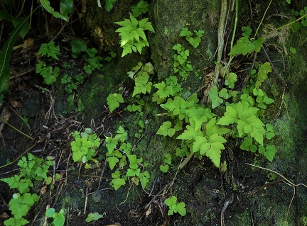 Asplenium pumilum