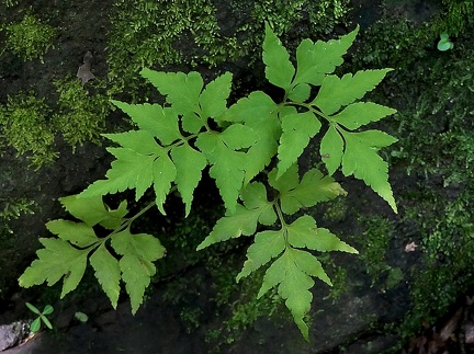 Asplenium pumilum