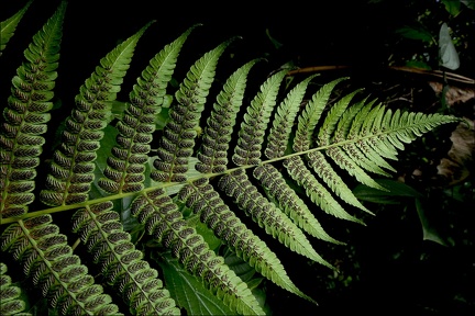 Diplazium striatum
