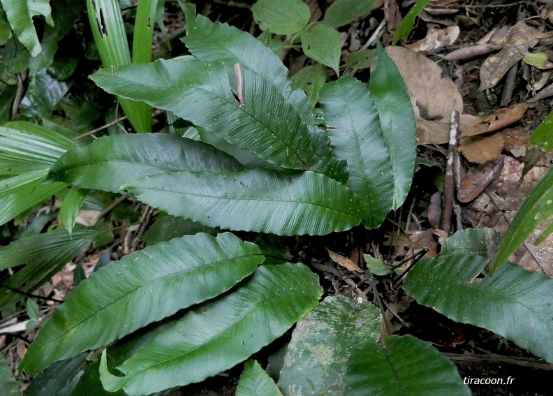 Diplazium plantaginifolium