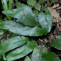 Diplazium plantaginifolium