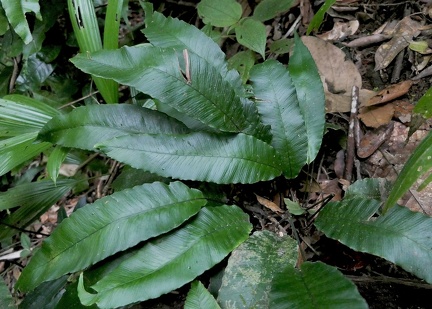 Diplazium plantaginifolium