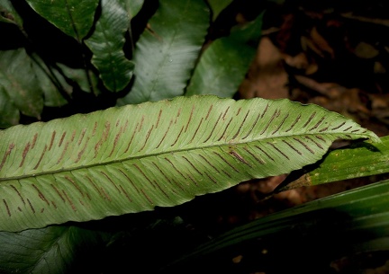 Diplazium plantaginifolium