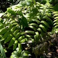 Diplazium grandifolium