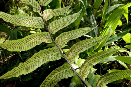 Diplazium grandifolium