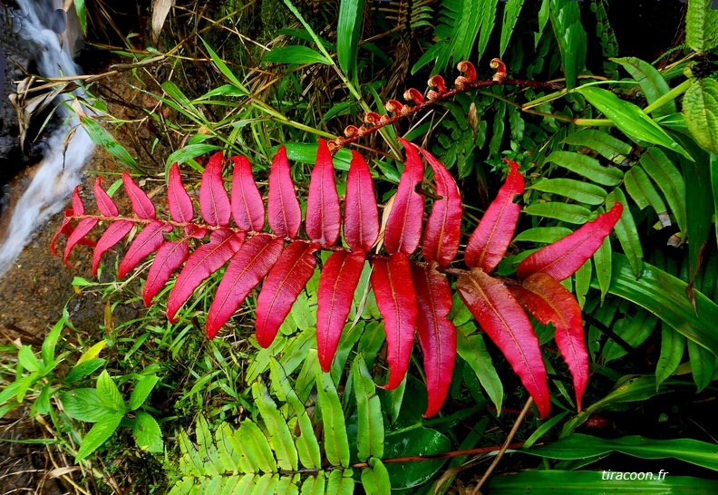 Austroblechnum lechleri