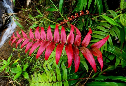 Austroblechnum lechleri