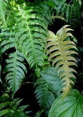 Blechnum occidentale