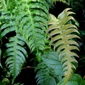 Blechnum occidentale