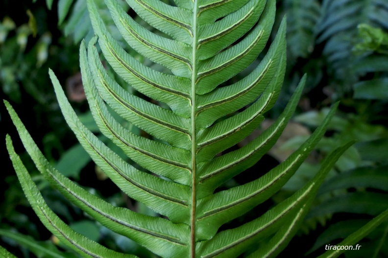 Blechnum occidentale