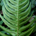 Blechnum occidentale