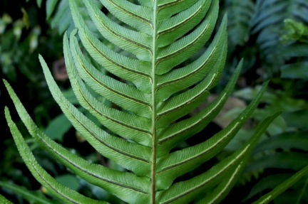 Blechnum occidentale