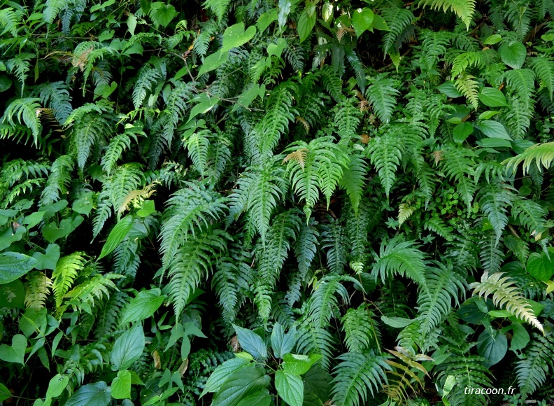 Blechnum occidentale