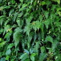 Blechnum occidentale