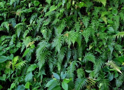 Blechnum occidentale