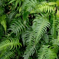 Blechnum occidentale