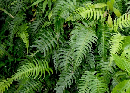 Blechnum occidentale