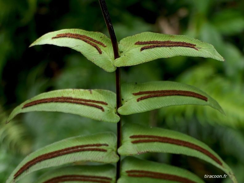 Blechnum occidentale