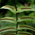 Blechnum occidentale