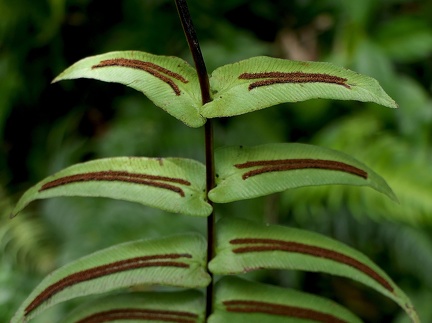 Blechnum occidentale