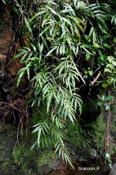 Salpichlaena volubilis