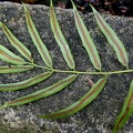 Salpichlaena volubilis