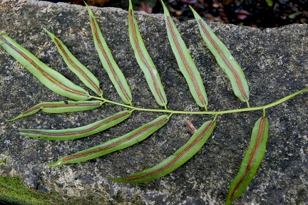 Salpichlaena volubilis