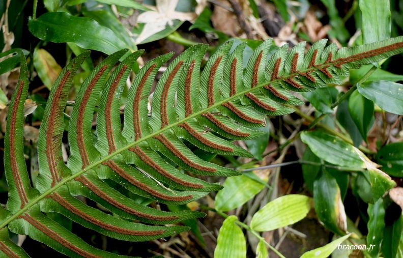 Blechnum occidentale