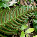 Blechnum occidentale