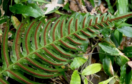 Blechnum occidentale